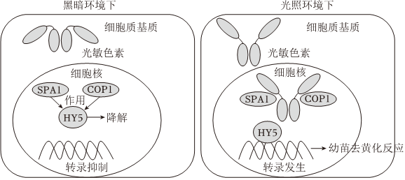 德优题库